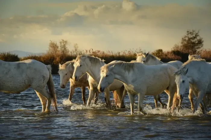 Framed Print : Wild white horses, Camargue, France, Europe Framed Print : Wild white horses, Camargue, France, Europe