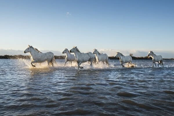 Wild white horses running through water, Camargue, France, Europe