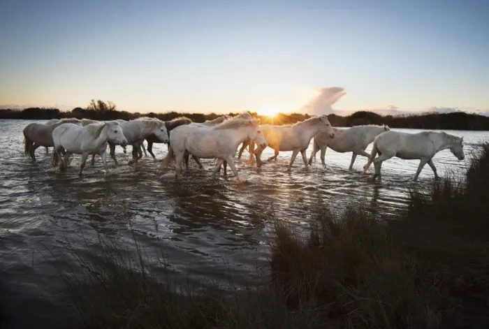 Framed Print : Wild white horses at sunset, Camargue, France, Europe