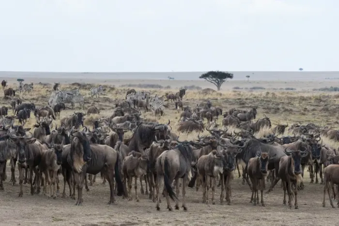 Framed Print : Wildebeest (Connochaetes taurinus) approaching the Mara River, Masai Mara, Kenya, East Africa, Africa Framed Print : Wildebeest (Connochaetes taurinus) approaching the Mara River, Masai Mara, Kenya, East Africa, Africa