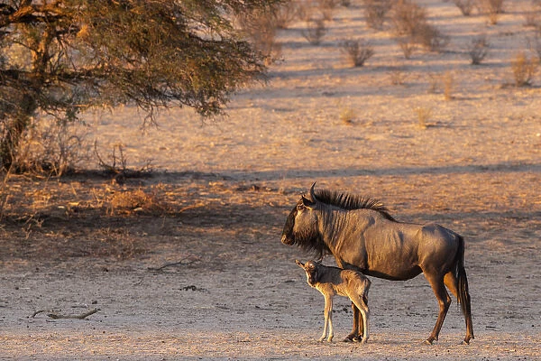 Wildebeest (Connochaetes taurinus) with calf, Kgalagadi Transfrontier Park, South Africa