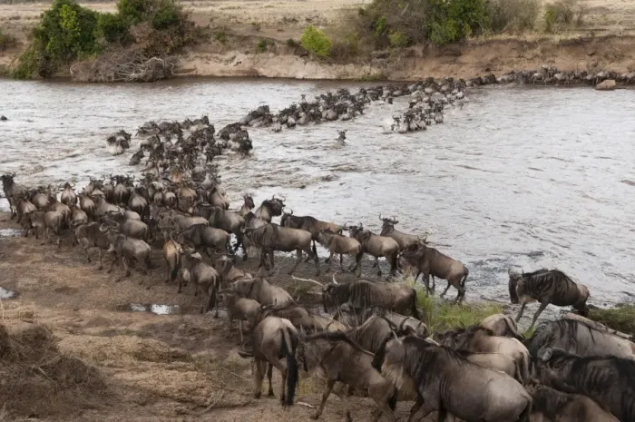 Framed Print : Wildebeest (Connochaetes taurinus) crossing the River Mara, Masai Mara, Kenya, East Africa, Africa Framed Print : Wildebeest (Connochaetes taurinus) crossing the River Mara, Masai Mara, Kenya, East Africa, Africa