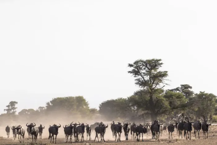 Framed Print : Wildebeest (Connochaetes taurinus) herd, Kgalagadi Transfrontier Park, South Africa Framed Print : Wildebeest (Connochaetes taurinus) herd, Kgalagadi Transfrontier Park, South Africa
