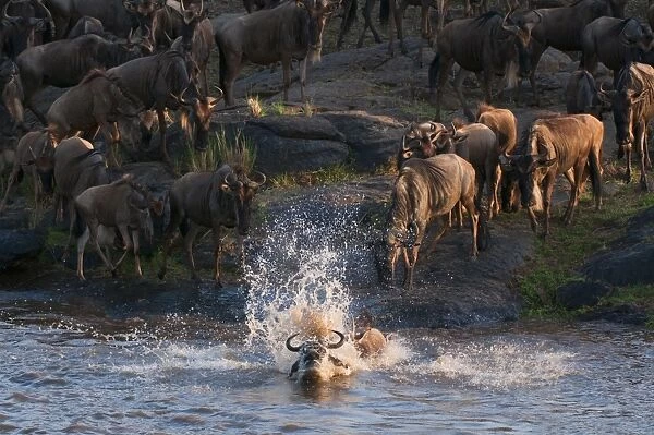 Wildebeest crossing Mara River during annual migration, Masai Mara, Kenya