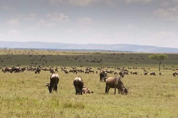 Wildebeest migration (Connochaetes taurinus), Masai Mara National Reserve