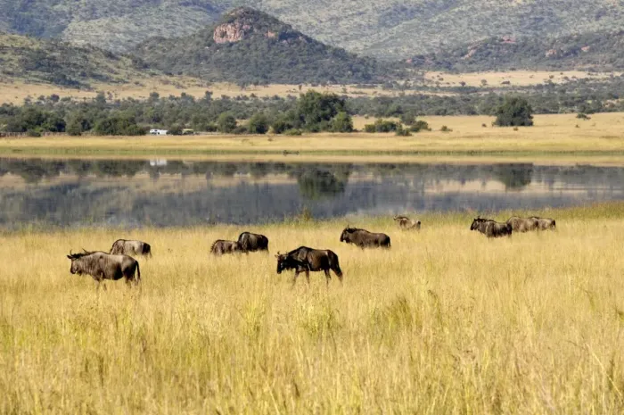 Framed Print : Wildebeest, Pilanesberg National Park, Sun City, South Africa, Africa Framed Print : Wildebeest, Pilanesberg National Park, Sun City, South Africa, Africa