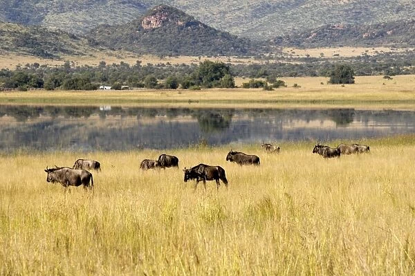 Wildebeest, Pilanesberg National Park, Sun City, South Africa, Africa