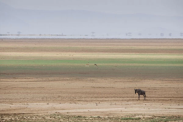 Wildebeest on the stripes of a salt flat in Amboseli National Park, Kenya, East Africa