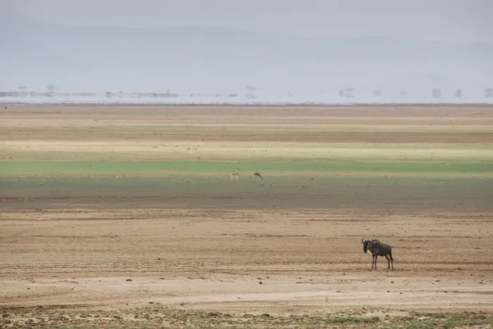 Framed Print : Wildebeest on the stripes of a salt flat in Amboseli National Park, Kenya, East Africa Framed Print : Wildebeest on the stripes of a salt flat in Amboseli National Park, Kenya, East Africa