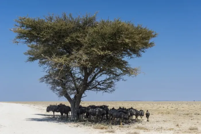Framed Print : Wildebeests under an acacia tree in the Etosha National Park, Namibia, Africa Framed Print : Wildebeests under an acacia tree in the Etosha National Park, Namibia, Africa