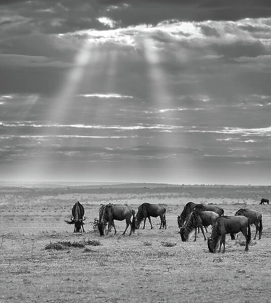 Wildebeests (Connochaetes) (gnu) grazing on grass in the Maasai Mara, Kenya, East Africa, Africa