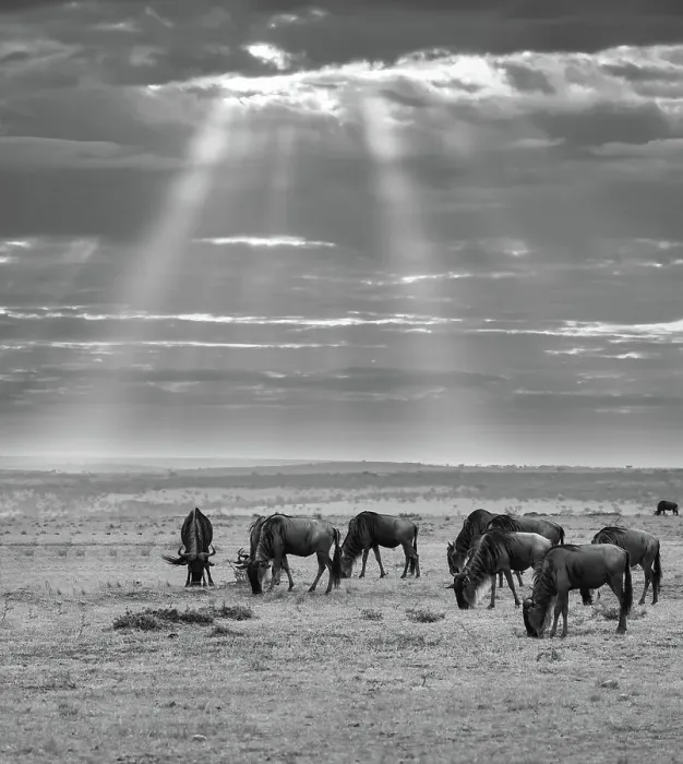 Framed Print : Wildebeests (Connochaetes) (gnu) grazing on grass in the Maasai Mara, Kenya, East Africa, Africa Framed Print : Wildebeests (Connochaetes) (gnu) grazing on grass in the Maasai Mara, Kenya, East Africa, Africa