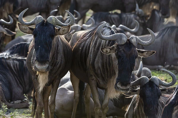 Wildebeests (Connochaetes taurinus), Ndutu, Ngorongoro Conservation Area, Serengeti
