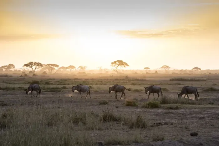 Framed Print : Wildebeests at sunset in Amboseli National Park, Kenya, East Africa, Africa Framed Print : Wildebeests at sunset in Amboseli National Park, Kenya, East Africa, Africa