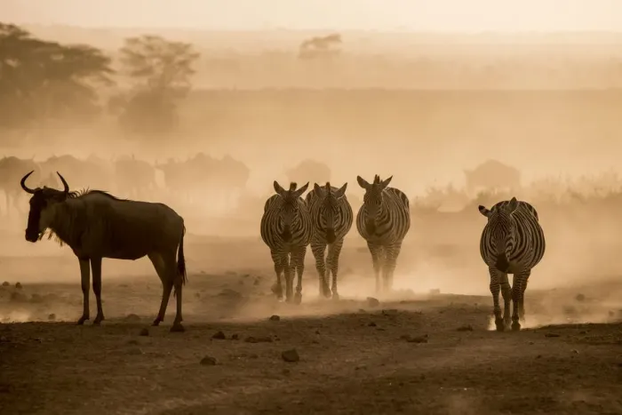 Framed Print : Wildebeests and zebras on the move at dusk across the dusty landscape of Amboseli Framed Print : Wildebeests and zebras on the move at dusk across the dusty landscape of Amboseli