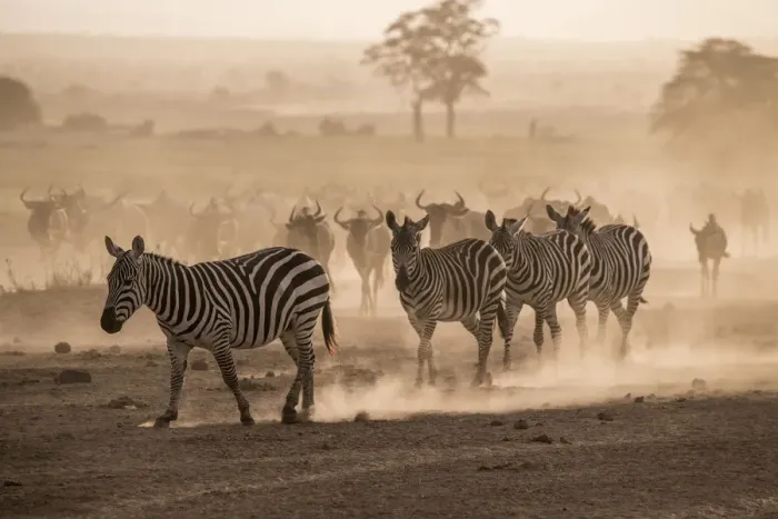 Framed Print : Wildebeests and zebras on the move at dusk across the dusty landscape of Amboseli Framed Print : Wildebeests and zebras on the move at dusk across the dusty landscape of Amboseli
