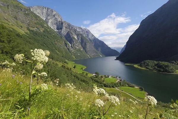 Wildflower meadow overlooking Naeroyfjorden, Sogn og Fjordane, UNESCO World Heritage Site, Norway, Scandinavia, Europe