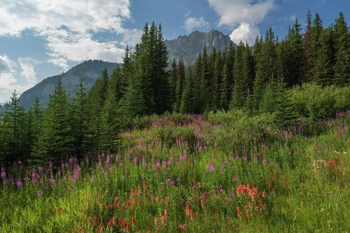 Framed Print : Wildflowers in an alpine meadow, Alpine Paintbrush, Fireweed, Canadian Rockies, Alberta, Canada, North America Framed Print : Wildflowers in an alpine meadow, Alpine Paintbrush, Fireweed, Canadian Rockies, Alberta, Canada, North America