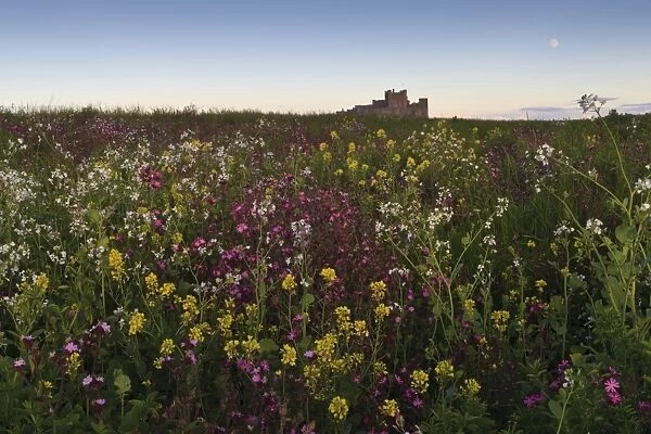 Wildflowers in the evening beneath Bamburgh Castle, Bamburgh, Northumberland, England