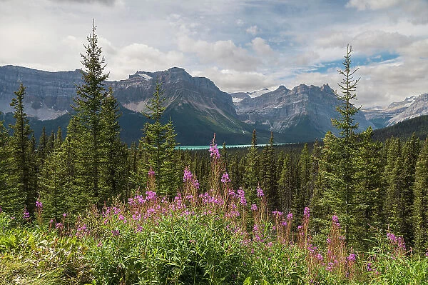Wildflowers, fireweed (willowherb) near Bow Lake, Icefields Parkway, Banff National Park, UNESCO World Heritage Site, Canadian Rockies, Alberta, Canada, North America