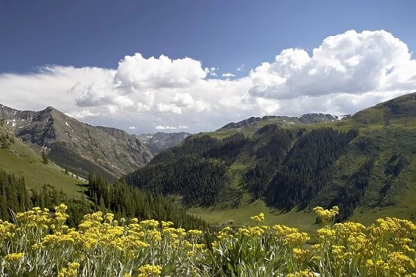 Wildflowers and mountains near Cinnamon Pass, Uncompahgre National Forest