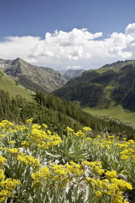 Framed Print : Wildflowers and mountains near Cinnamon Pass, Uncompahgre National Forest Framed Print : Wildflowers and mountains near Cinnamon Pass, Uncompahgre National Forest