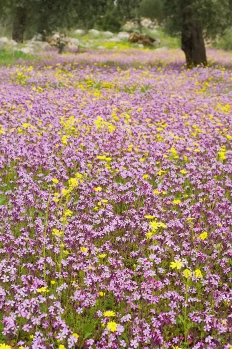 Framed Print : Wildflowers, near Halawa, Jordan, Middle East Framed Print : Wildflowers, near Halawa, Jordan, Middle East