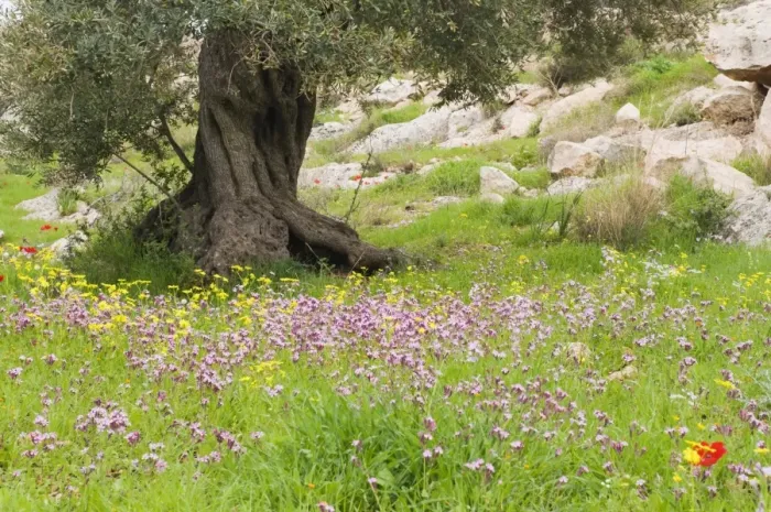 Framed Print : Wildflowers and olive tree, near Halawa, Jordan, Middle East Framed Print : Wildflowers and olive tree, near Halawa, Jordan, Middle East
