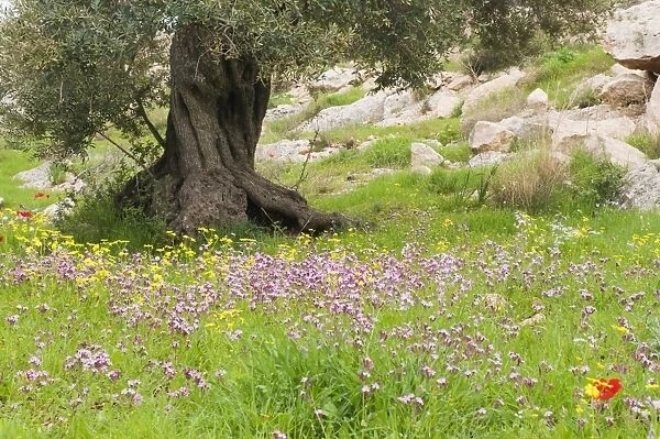 Wildflowers and olive tree, near Halawa, Jordan, Middle East