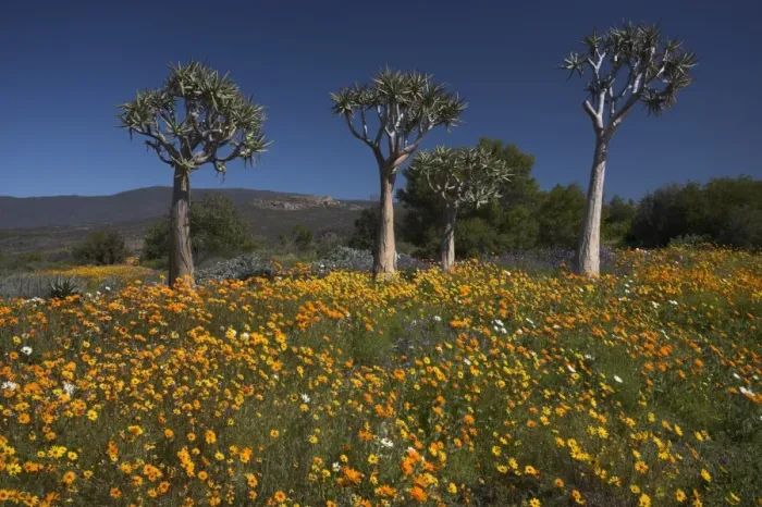 Framed Print : Wildflowers and quiver trees Framed Print : Wildflowers and quiver trees