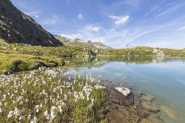 Wildflowers on the shore of the alpine lake, Crap Alv Lejets, Albula Pass, Canton of Graubunden