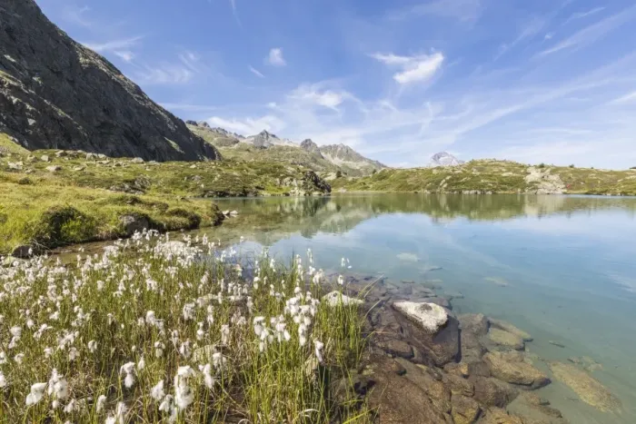Framed Print : Wildflowers on the shore of the alpine lake, Crap Alv Lejets, Albula Pass, Canton of Graubunden Framed Print : Wildflowers on the shore of the alpine lake, Crap Alv Lejets, Albula Pass, Canton of Graubunden
