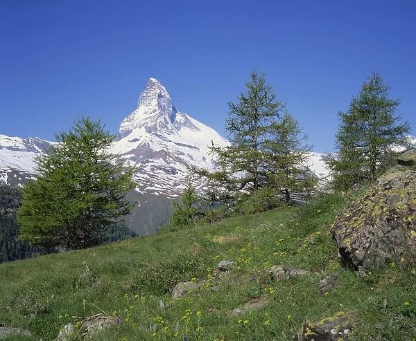 Wildflowers on a slope in front of the Matterhorn in Switzerland