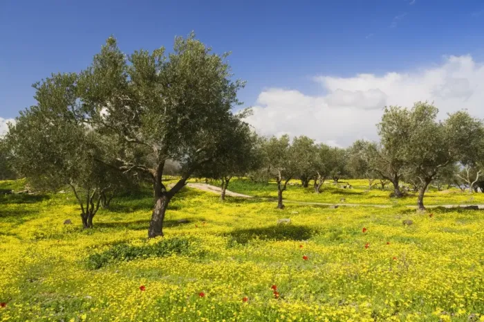Framed Print : Wildflowers and trees, Umm Qais Roman City, Umm Qais, Jordan, Middle East Framed Print : Wildflowers and trees, Umm Qais Roman City, Umm Qais, Jordan, Middle East
