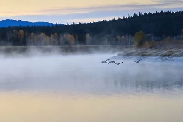 Wildfowl in flight over Snake River surrounded by a cold dawn mist in autumn (fall), Grand Teton National Park, Wyoming, United States of America, North America