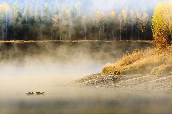 Wildfowl on Snake River surrounded by a cold dawn mist, autumn (fall), Grand Teton National Park, Wyoming, United States of America, North America