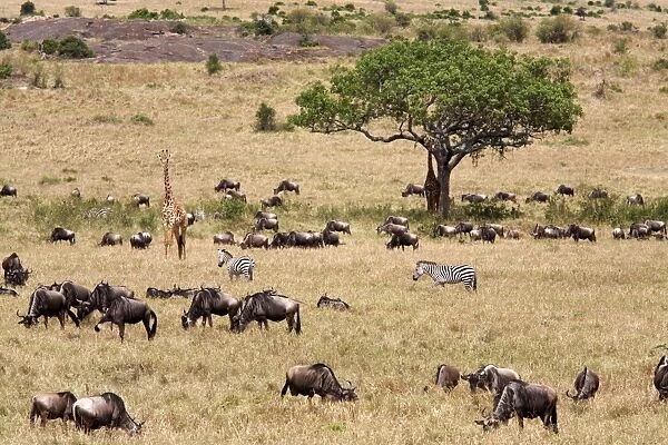 Wildlife in abundance in the Masai Mara National Reserve, Kenya, East Africa, Africa