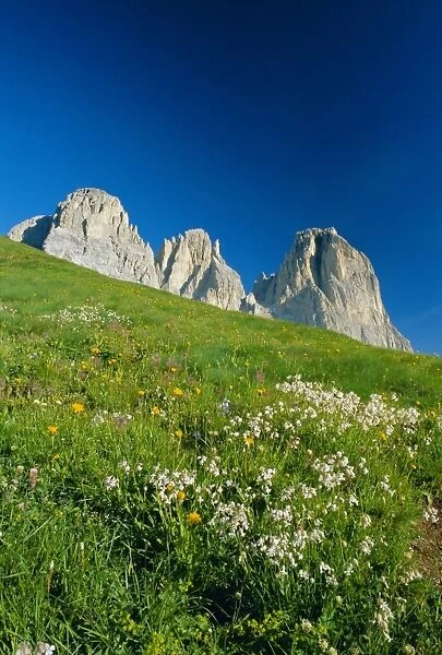 Willd flowers and view to the Sasso Lungo (Langkofel)