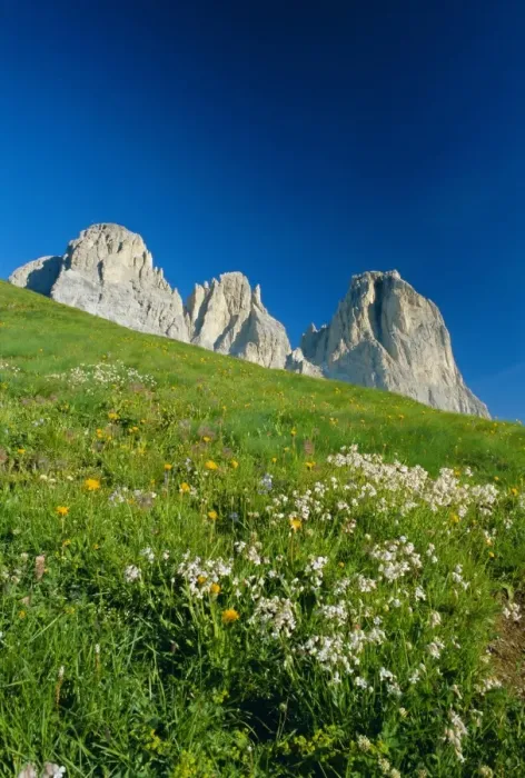 Framed Print : Willd flowers and view to the Sasso Lungo (Langkofel) Framed Print : Willd flowers and view to the Sasso Lungo (Langkofel)