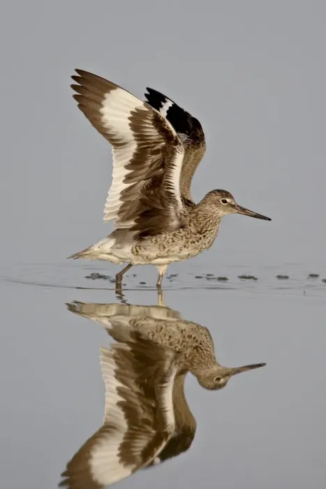 Framed Print : Willet (Tringa semipalmata) in breeding plumage stretching its wings, Antelope Island State Park Framed Print : Willet (Tringa semipalmata) in breeding plumage stretching its wings, Antelope Island State Park