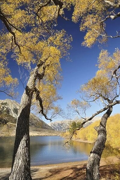 Willow trees, Lake Pearson, Canterbury high country, South Island, New Zealand, Pacific