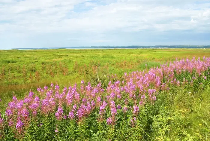 Framed Print : Willowherb (fireweed) on the Saint-Lawrence River bank, Cote-Nord region, Quebec province, Canada, North America Framed Print : Willowherb (fireweed) on the Saint-Lawrence River bank, Cote-Nord region, Quebec province, Canada, North America