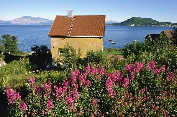 Willowherb and a small house overlooking Harstad Bay