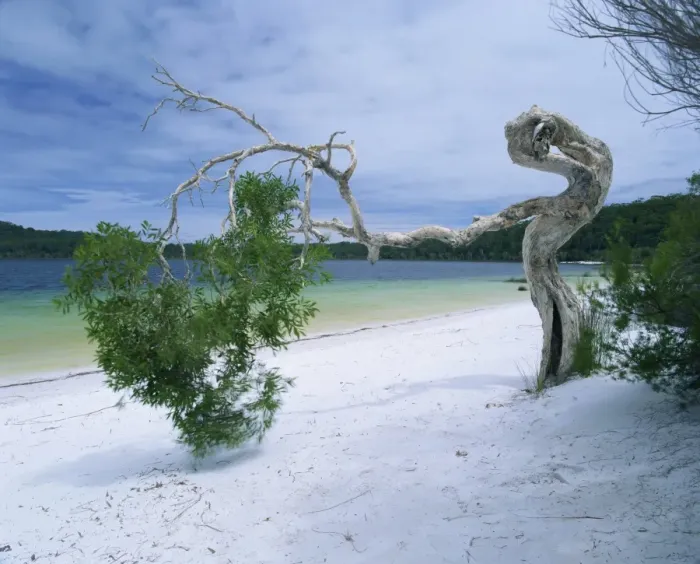 Framed Print : Wind blown tree on beach of Lake Birrabee, Fraser Island, UNESCO World Heritage Site Framed Print : Wind blown tree on beach of Lake Birrabee, Fraser Island, UNESCO World Heritage Site