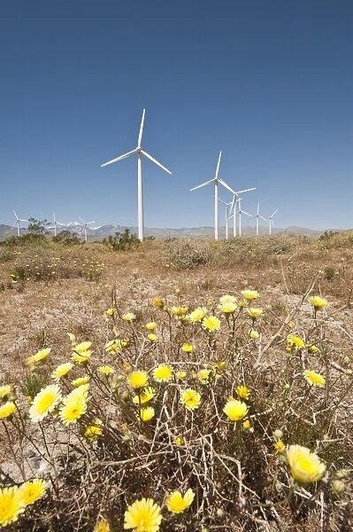 Wind farm and desert marigold (Baileya multiradiata), outside Palm Springs