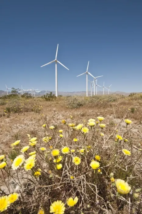 Framed Print : Wind farm and desert marigold (Baileya multiradiata), outside Palm Springs Framed Print : Wind farm and desert marigold (Baileya multiradiata), outside Palm Springs