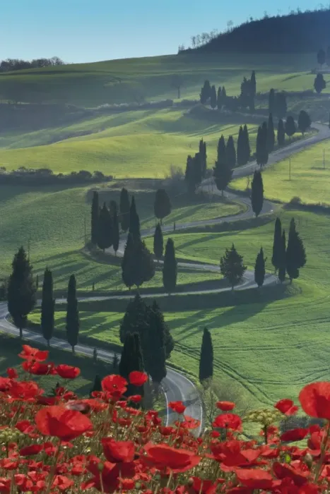 Framed Print : Winding road and poppies, Montichiello, Tuscany, Italy, Europe Framed Print : Winding road and poppies, Montichiello, Tuscany, Italy, Europe