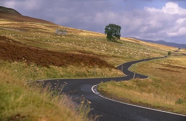 Winding road and sheep east of Pitlochry