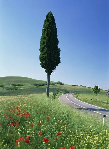 Winding road through typical landscape and a single