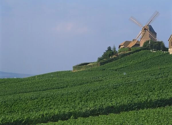 A windmill above a slope of Champagne vineyards at Versenay in Champagne-Ardennes